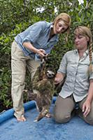 Pygmy Three-toed Sloth (Bradypus pygmaeus) biologi