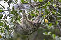 Pygmy Three-toed Sloth (Bradypus pygmaeus) mother 