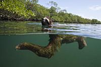 Pygmy Three-toed Sloth (Bradypus pygmaeus) swimmin