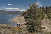Mountain Pine Beetle (Dendroctonus ponderosae) pre