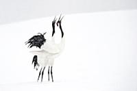 Red-crowned Crane (Grus japonensis) in courtship d