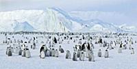 Emperor Penguin (Aptenodytes forsteri) colony, Ant