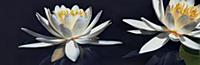 Fragrant Water Lily (Nymphaea odorata) flowers, Mi
