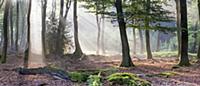 Beech (Fagus sp) forest, Netherlands