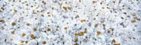 Quaking Aspen (Populus tremuloides) leaves on snow