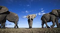 African Elephant (Loxodonta africana) trio, Masai 