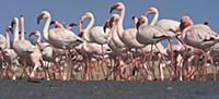 Lesser Flamingo (Phoenicopterus minor) flock, Walv