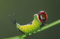 Puss Moth (Cerura vinula) on stem, Europe