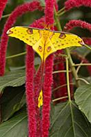 Madagascar Moon Moth (Argema mittrei) on flower, F