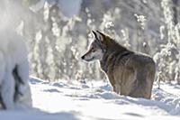 Wolf (Canis lupus) in snow, Tver, Russia
