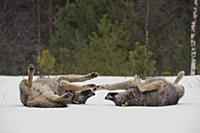 Wolf (Canis lupus) pair rolling in snow, Tver, Rus