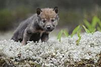 Wolf (Canis lupus) pup, Tver, Russia