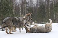 Wolf (Canis lupus) trio playing in snow, Tver, Rus