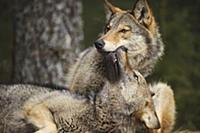 Wolf (Canis lupus) in submissive display, Tver, Ru