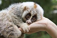 Northern Slow Loris (Nycticebus bengalensis) young