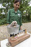 Northern Slow Loris (Nycticebus bengalensis) rehab