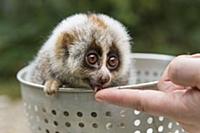Northern Slow Loris (Nycticebus bengalensis) young