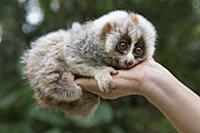 Northern Slow Loris (Nycticebus bengalensis) young