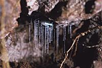 New Zealand Glow-worm (Arachnocampa luminosa) larv