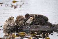 Sea Otter (Enhydra lutris) mother and six day old 