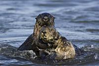 Sea Otter (Enhydra lutris) bachelor male harassing