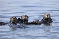 Sea Otter (Enhydra lutris) trio, Monterey Bay, Cal