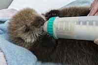 Sea Otter (Enhydra lutris) three week old orphaned
