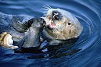 Sea Otter (Enhydra lutris) creates healthier Kelp 