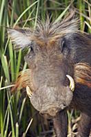 Warthog (Phacochoerus africanus), Djoudj National 
