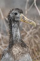 Waved Albatross (Phoebastria irrorata) chick, Gala