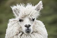 Alpaca (Lama pacos), Antisana Ecological Reserve, 