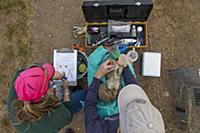 Santa Catalina Island Fox (Urocyon littoralis cata