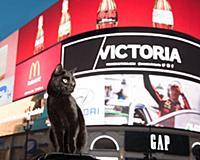 Кошка Кола осматривает Лондон