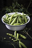 Freshly picked peapods in an enamel dish