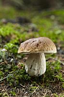 A porcini mushroom in a forest