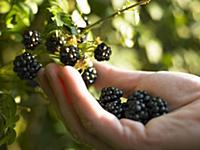 Hand picking blackberries