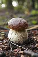 A porcini mushroom in a forest