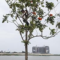 Cambodia / Phnom Penh / 2013 / Little Stories Of P
