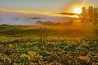 Scenic sunrise in moscow region. Sun is above fogg