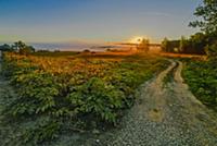 Rural dirt road is going to rising sun trough wild