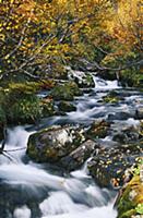 Осень в Кавказском Заповеднике, Краснодарский край